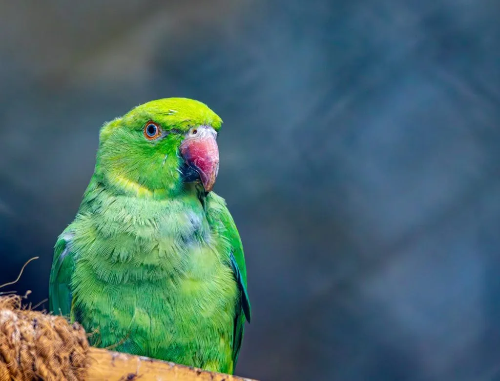 How to Care for an Injured Wild Bird